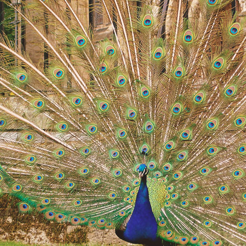 Testimonials-Template-12