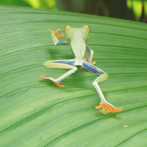 Testimonials-Template-3