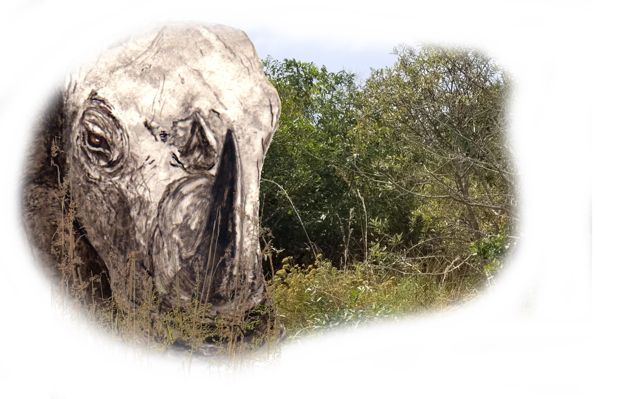 yRhinoceros