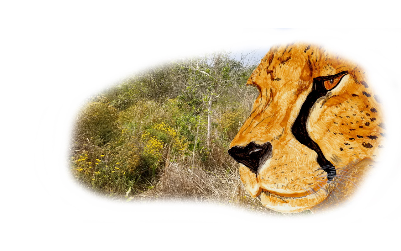 zCheetah